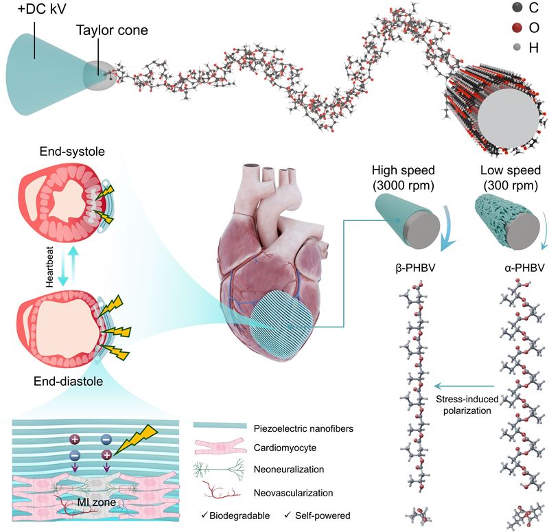 华中科技大学生命学院王江林教授团队突破可吸收压电新材料