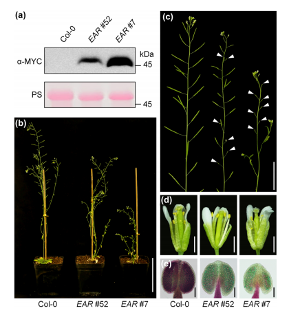 New Phytologist（IF=8.1）|DAP-seq助力解析拟南芥雄性育性调控网络